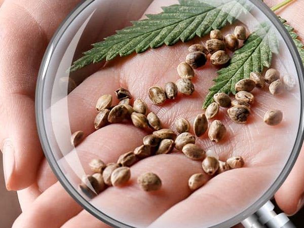 Хорошие семена марихуаны как настроить браузер тор на работе вход на гидру